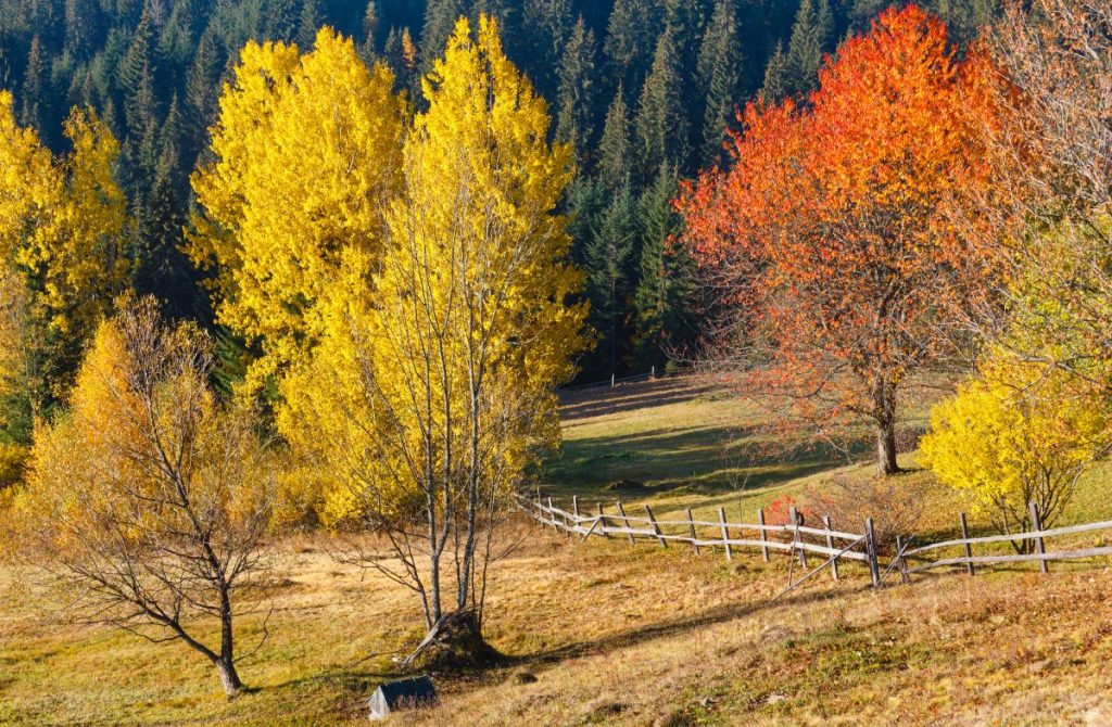 Morning Autumn Slopes (With Colorful Trees) Of Carpathian Mountains (Yablunytskyj Pass