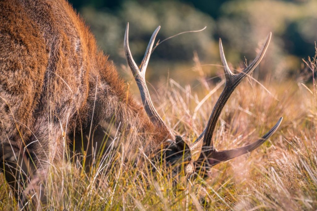 Close-up of Sri Lankan sambar deer with large antlers grazing